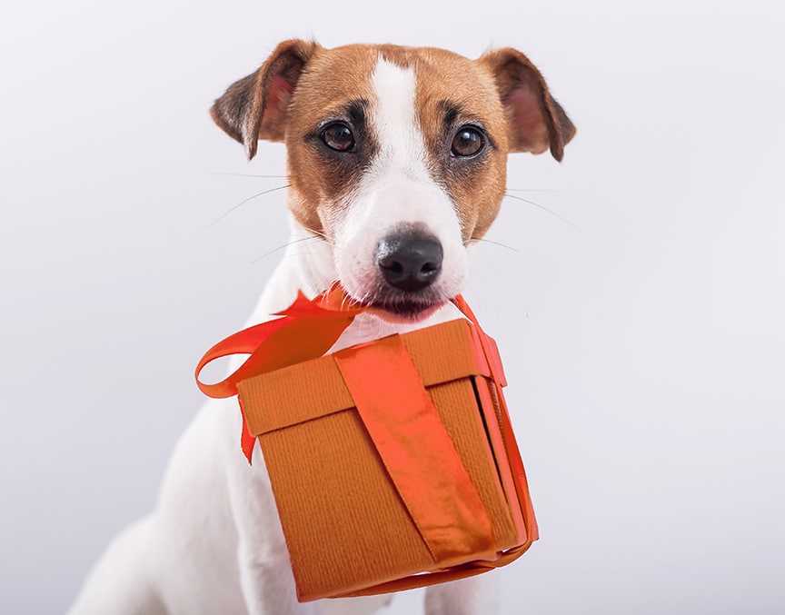 Portrait of a cute dog jack russell terrier holding a gift box in his mouth on a white background
