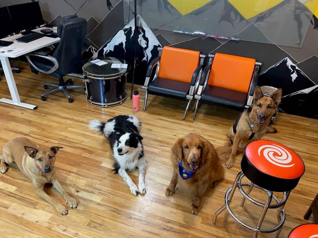 Dogs – 4 Amazing Reasons You Will Find Them at our Office