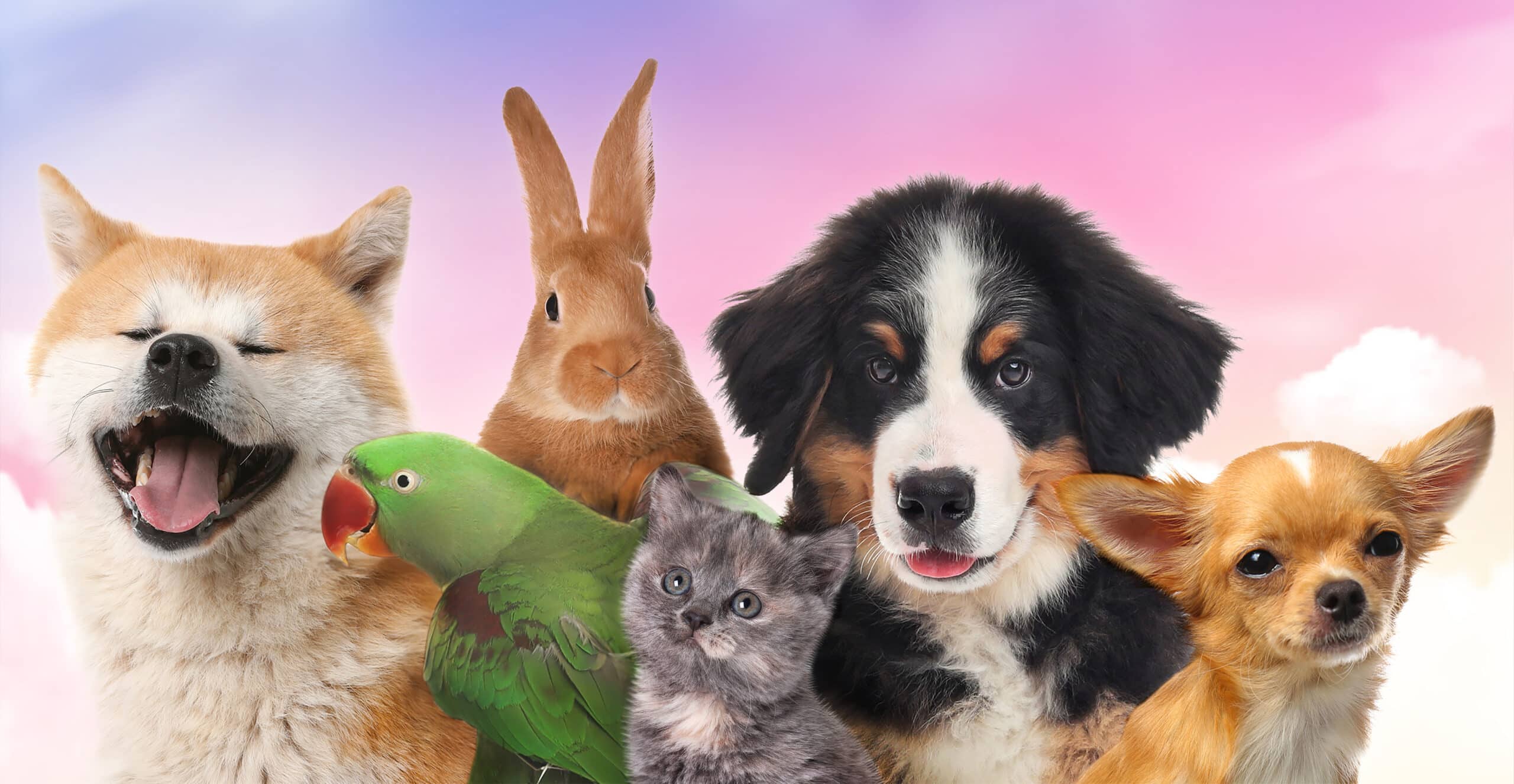pet