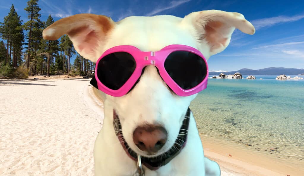5 SUNNY SUMMER FUN MERCH ITEMS